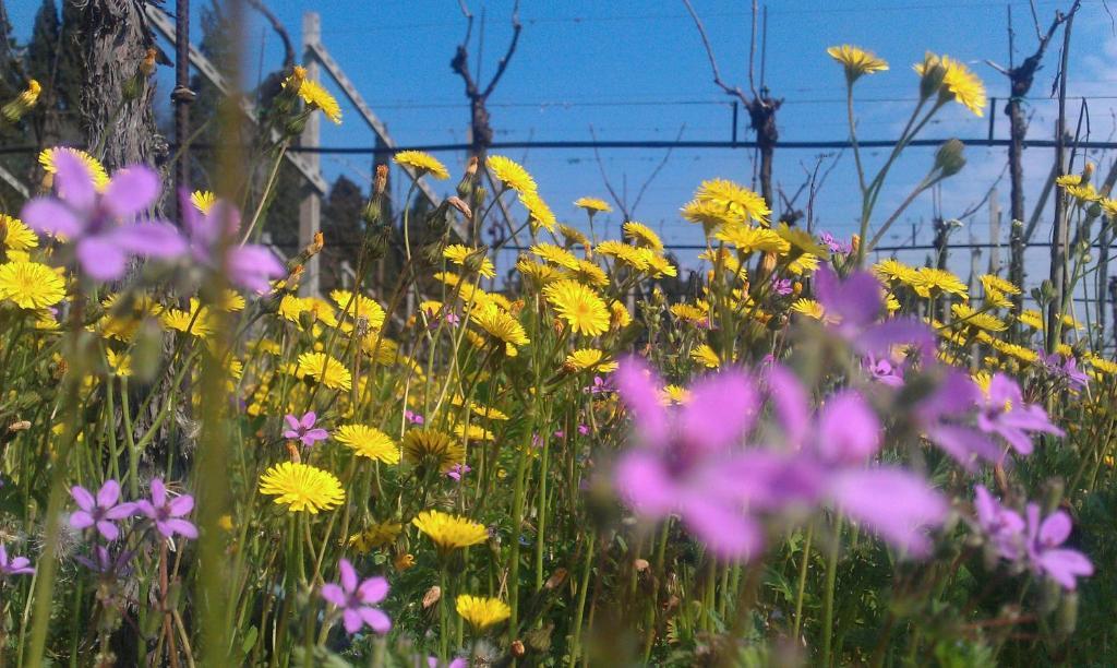 Residenza Eden Vendégház Colà Kültér fotó